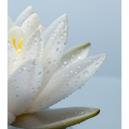 Embryolisse - Moisturizing Serum Moisturizing Booster