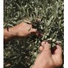 La Provençale Bio - Night serum in oil - Organic olive oil